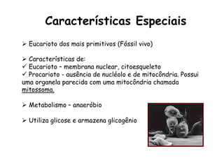 Ø  Eucarioto dos mais primitivos (Fóssil vivo)
Ø  Características de:
ü  Eucarioto – membrana nuclear, citoesqueleto
ü  Procarioto - ausência de nucléolo e de mitocôndria. Possui
uma organela parecida com uma mitocôndria chamada
mitossoma.
Ø  Metabolismo – anaeróbio
Ø  Utiliza glicose e armazena glicogênio
Características Especiais
 
