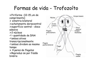 Formas de vida - Trofozoíto	
  
Ø Piriforme (12-15 µm de
comprimento)
Ø  simetria bilateral
Ø achatamento dorsoventral
Ø superfície ventral - disco
adesivo
Ø 2 núcleos
ü = quantidade de DNA
ü ambos ativos
transcripcionalmente
ü ambos dividem ao mesmo
tempo
Ø  4 pares de flagelos
Ø Reproduz-se por fissão
binária
Núcleo
Crista
Latera
l
Flagelo
anterolatera
l
Flagelo
posterolateral
Flagel
o
ventra
l
Flagelo
caudal
Corpos
medianos
Disco
ventral
Corpos basais
 