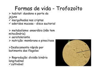 Ø  habitat: duodeno e parte do
jejuno
ü  mergulhados nas criptas
ü  aderidos mucosa - disco suctorial
Ø  metabolismo: anaeróbio (não tem
mitocôndria)
Ø  aerotolerante
Ø  nutrição: membrana e pinocitose
Ø Deslocamento rápido por
batimento dos flagelos
Ø  Reprodução: divisão binária
longitudinal
ü cultivável
Formas de vida - Trofozoíto	
  
 