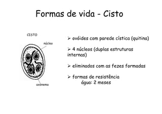 Ø  ovóides com parede cística (quitina)
Ø  4 núcleos (duplas estruturas
internas)
Ø  eliminados com as fezes formadas
Ø  formas de resistência
água: 2 meses
Formas de vida - Cisto	
  
CISTO
núcleo
axonema
 