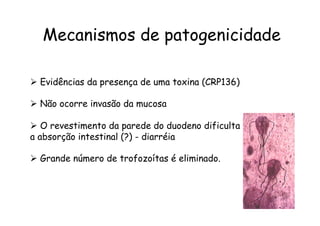 Mecanismos de patogenicidade
Ø  Evidências da presença de uma toxina (CRP136)
Ø  Não ocorre invasão da mucosa
Ø  O revestimento da parede do duodeno dificulta
a absorção intestinal (?) - diarréia
Ø  Grande número de trofozoítas é eliminado.
 