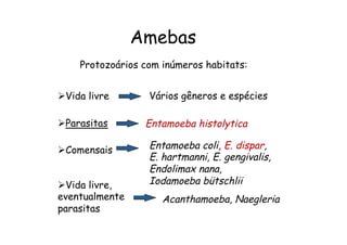 Amebas
Ø Parasitas
Ø Vida livre
Ø Comensais
Ø Vida livre,
eventualmente
parasitas
Protozoários com inúmeros habitats:
Entamoeba histolytica
Acanthamoeba, Naegleria
Entamoeba coli, E. dispar,
E. hartmanni, E. gengivalis,
Endolimax nana,
Iodamoeba bütschlii
Vários gêneros e espécies
 