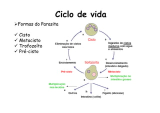 Ciclo de vida
Ø Formas do Parasita
ü  Cisto
ü  Metacisto
ü  Trofozoíto
ü  Pré-cisto
 
