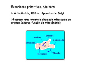Eucariotos primitivos, não tem:
Ø  Mitocôndria, REG ou Aparelho de Golgi
Ø Possuem uma organela chamada mitossoma ou
cripton (exerce função de mitocôndria)
 