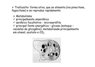 Ø  Trofozoíto: forma ativa, que se alimenta (via pinocitose,
fagocitose) e se reproduz rapidamente
Ø  Metabolismo
ü  principalmente anaeróbico
ü  aeróbico facultativo - microaerófila
ü  principal fonte energética – glicose (estoque –
vacúolos de glicogênio), metabolizada principalmente
em etanol, acetato e CO2
 