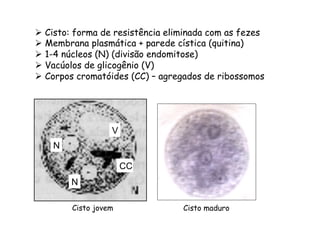 Ø  Cisto: forma de resistência eliminada com as fezes
Ø  Membrana plasmática + parede cística (quitina)
Ø  1-4 núcleos (N) (divisão endomitose)
Ø  Vacúolos de glicogênio (V)
Ø  Corpos cromatóides (CC) – agregados de ribossomos
N
N
V
CC
Cisto jovem Cisto maduro
 