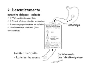 Habitat trofozoíto
- luz intestino grosso
estômago
Encistamento
Luz intestino grosso
Ø  Desencistamento
intestino delgado - eclosão
ü  37 º C – ambiente anaeróbio
ü  1 Cisto 4 núcleos- divisões sucessivas
ü  8 amebas pequenas (fase metacística)
ü  Se alimentam e crescem (fase
trofozoítica)
 
