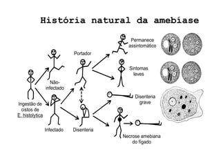 História natural da amebíase
 