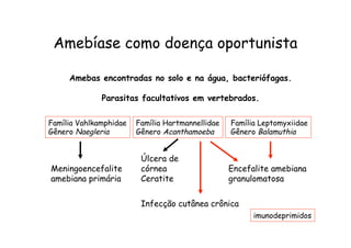 Família Vahlkamphidae
Gênero Naegleria
Amebíase como doença oportunista
Família Hartmannellidae
Gênero Acanthamoeba
Amebas encontradas no solo e na água, bacteriófagas.
Parasitas facultativos em vertebrados.
Família Leptomyxiidae
Gênero Balamuthia
Meningoencefalite
amebiana primária
Úlcera de
córnea
Ceratite
Encefalite amebiana
granulomatosa
Infecção cutânea crônica
imunodeprimidos
 