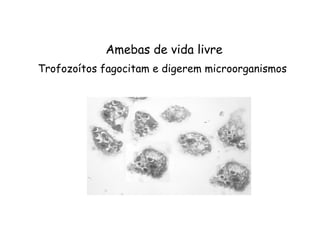 Trofozoítos fagocitam e digerem microorganismos
Amebas de vida livre
 