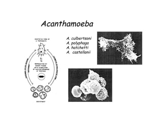 Acanthamoeba	
  
A. culbertsoni
A. polyphaga
A. hatchetti
A. castellanii
 