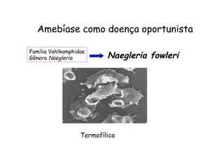 Amebíase como doença oportunista
Família Vahlkamphidae
Gênero Naegleria Naegleria fowleri
Termofílica
 