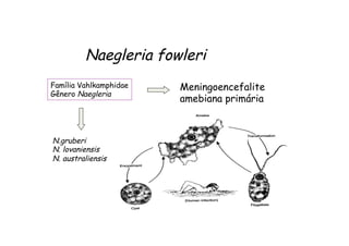 Meningoencefalite
amebiana primária
Família Vahlkamphidae
Gênero Naegleria
N.gruberi
N. lovaniensis
N. australiensis
Naegleria fowleri
 