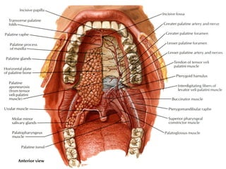 Cavitatea bucala | PPT