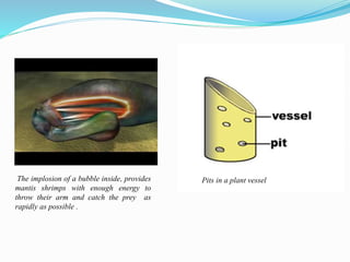 The implosion of a bubble inside, provides 
mantis shrimps with enough energy to 
throw their arm and catch the prey as 
rapidly as possible . 
Pits in a plant vessel 
 