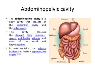 Small Cavity In The Human Body