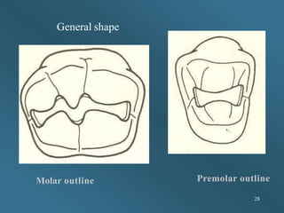 Molar outline
28
Premolar outline
General shape
 