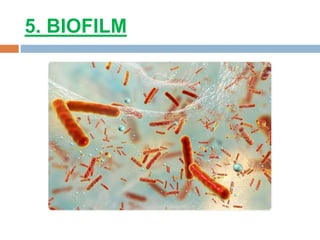 5. BIOFILM
 