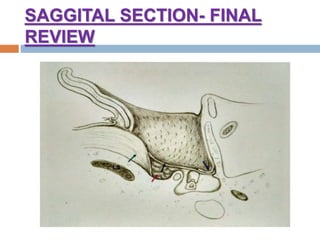 SAGGITAL SECTION- FINAL
REVIEW
 