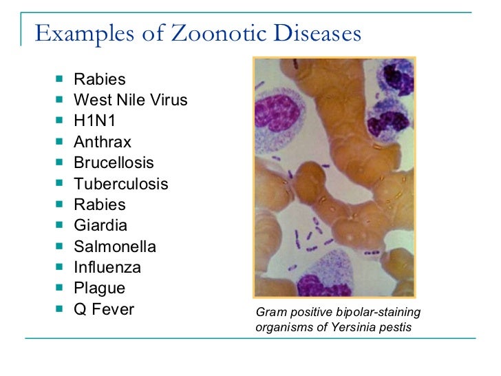 Ca Cares 3 24 11 - Veterinary Role in Large Scale Disasters