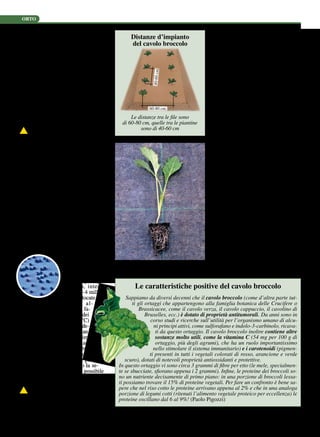 orto
24 VITA IN CAMPAGNA 6/2010
dall’altra, impiegando in totale 25-30
grammi di nitrato ammonico-26 per me-
tro quadrato. Solo in presenza di suoli
decisamente poveri vanno distribuiti 10
grammi di nitrato ammonico-26 durante
i lavori di preparazione del terreno.
La concimazione in copertura va ini-
ziata quando le piante sono ben attecchi-
te e può proseguire sino a quando le fo-
glie si sono completamente sviluppate,
o fino all’inizio della formazione del-
l’infiorescenza (palla).
Le concimazioni azotate vanno so-
spese almeno un mese prima del-
l’inizio della raccolta, perché altri-
menti nelle foglie si possono accu-
mulare notevoli quantità di nitrati,
sostanze che, introdotte in dosi ele-
vate, risultano pericolose per il no-
stro organismo. È stato però rilevato che
nell’infiorescenza queste quantità sono
inferiori rispetto a quelle contenute nel-
le foglie. Bisogna comunque usare la
consueta prudenza nell’impiego dei con-
cimi azotati, specialmente se si ha l’abi-
tudine di consumare con l’infiorescenza
parte delle foglie, o se si coltivano varie-
tà da foglia.
Produzione di piantine con pane di
terra. Produrre piantine con pane di ter-
ra è una pratica molto semplice, anche
per chi ha poca esperienza nella coltiva-
zione di ortaggi. Sono sufficienti terric-
cio per semine e contenitori alveolati (da
40-50 posti, o anche più piccoli da soli 9
posti), materiali facilmente reperibili nei
più forniti empori agrari. Dopo aver
riempito i contenitori senza comprimere
troppo il terriccio (prov-
vedendo ad inumidir-
lo se fosse molto
asciutto), ponete
due semi (vedi foto
a lato) per ogni
alveolo, inter-
randoli 3-4 milli-
metri. Collocate i
contenitori al-
l’aperto (la temperatura più fa-
vorevole alla germinazione dei
semi si aggira attorno ai 25 °C)
e seguiteli con costanti e mode-
rate irrigazioni. Quando le pian-
tine si trovano nelle primissime
fasi di crescita, lasciate in ciascun
alveolo l’esemplare più robusto.
Quando le piantine avranno rag-
giunto le dimensioni adatte per il
trapianto (30-40 giorni dopo la se-
mina) procedete il più presto possibile
alla loro messa a dimora, per evitare il
loro invecchiamento negli alveoli.
Si deve prestare grande attenzione
al periodo di semina, perché ogni
varietà va seminata nel momento indica-
to sulla bustina d’acquisto delle semen-
ti. Al Nord le semine si effettuano da
giugno ai primi di luglio, per arrivare si-
no ad ottobre al Sud.
Trapianto. La messa a dimora di
piantine provviste di pane di terra garan-
tisce un omogeneo attecchimento e
un’elevata uniformità d’impianto.
Per effettuare il trapianto è sufficien-
te porre in una buchetta, realizzata con
le mani o con una paletta, il pane di ter-
ra della piantina, al quale va semplice-
mente riaccostato il terreno.
Le distanze d’impianto variano in
rapporto alle dimensioni che assumeran-
no le piante al momento del loro massi-
mo sviluppo. Nel caso si coltivino varie-
tà di grande sviluppo, tipo Romanesco,
si tengono in genere 60-80 centimetri tra
le file e 40-60 centimetri sulla fila. Per
varietà tipo Calabrese e Veronese, che
sovente presentano un minore sviluppo
rispetto al Romanesco, si possono tene-
re invece 60 centimetri tra le file e 40
centimetri sulla fila.
Dopo il trapianto bisogna seguire le
colture con limitate e ripetute irrigazioni
per facilitare l’attecchimento delle pianti-
ne. Questi interventi possono essere an-
che quotidiani, specialmente in presenza
di un andamento climatico asciutto.
In pianura padana è consigliabile non
trapiantare oltre la fine di luglio (per le
varietà più precoci), per consentire la rac-
colta delle varietà meno resistenti al fred-
do (tipo Calabrese e Romanesco) prima
delle grandi gelate. Conviene ultimare i
trapianti prima della metà di agosto an-
che nel caso si coltivi il cavolo broccolo
Veronese, perché altrimenti le piante non
potrebbero svilupparsi completamente.
Irrigazione. Il cavolo broccolo ha bi-
sogno, per produrre infiorescenze (teste)
Distanze d’impianto
del cavolo broccolo
Le distanze tra le file sono
di 60‑80 cm, quelle tra le piantine
sono di 40‑60 cm
60-80 cm
40-60cm
Piantina di cavolo broccolo, con pane
di terra, pronta per il trapianto
Le caratteristiche positive del cavolo broccolo
Sappiamo da diversi decenni che il cavolo broccolo (come d’altra parte tut‑
ti gli ortaggi che appartengono alla famiglia botanica delle Crucifere o
Brassicacee, come il cavolo verza, il cavolo cappuccio, il cavolino di
Bruxelles, ecc.) è dotato di proprietà antitumorali. Da anni sono in
corso studi e ricerche sull’utilità per l’organismo umano di alcu‑
ni principi attivi, come sulforafano e indolo-3-carbinolo, ricava‑
ti da questo ortaggio. Il cavolo broccolo inoltre contiene altre
sostanze molto utili, come la vitamina C (54 mg per 100 g di
ortaggio, più degli agrumi), che ha un ruolo importantissimo
nello stimolare il sistema immunitario) e i carotenoidi (pigmen‑
ti presenti in tutti i vegetali colorati di rosso, arancione e verde
scuro), dotati di notevoli proprietà antiossidanti e protettive.
In questo ortaggio vi sono circa 3 grammi di fibre per etto (le mele, specialmen‑
te se sbucciate, sfiorano appena i 2 grammi). Infine, le proteine dei broccoli so‑
no un nutriente decisamente di primo piano: in una porzione di broccoli lessa‑
ti possiamo trovare il 15% di proteine vegetali. Per fare un confronto è bene sa‑
pere che nel riso cotto le proteine arrivano appena al 2% e che in una analoga
porzione di legumi cotti (ritenuti l’alimento vegetale proteico per eccellenza) le
proteine oscillano dal 6 al 9%! (Paolo Pigozzi)
© 2013 Copyright Edizioni L'Informatore Agrario S.r.l.
 