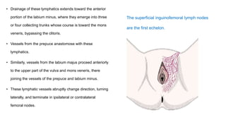 • Drainage of these lymphatics extends toward the anterior
portion of the labium minus, where they emerge into three
or four collecting trunks whose course is toward the mons
veneris, bypassing the clitoris.
• Vessels from the prepuce anastomose with these
lymphatics.
• Similarly, vessels from the labium majus proceed anteriorly
to the upper part of the vulva and mons veneris, there
joining the vessels of the prepuce and labium minus.
• These lymphatic vessels abruptly change direction, turning
laterally, and terminate in ipsilateral or contralateral
femoral nodes.
The superficial inguinofemoral lymph nodes
are the first echelon.
 