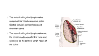 • The superficial inguinal lymph nodes
comprise 8 to 10 subcutaneous nodes
located between camper fascia and
cribriform fascia
• The superficial inguinal lymph nodes are
the primary node group for the vulva and
can serve as the sentinel lymph nodes of
the vulva.
 