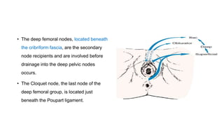 • The deep femoral nodes, located beneath
the cribriform fascia, are the secondary
node recipients and are involved before
drainage into the deep pelvic nodes
occurs.
• The Cloquet node, the last node of the
deep femoral group, is located just
beneath the Poupart ligament.
 