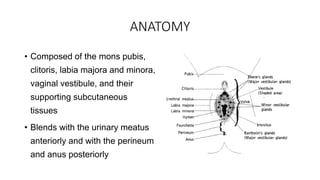 ANATOMY
• Composed of the mons pubis,
clitoris, labia majora and minora,
vaginal vestibule, and their
supporting subcutaneous
tissues
• Blends with the urinary meatus
anteriorly and with the perineum
and anus posteriorly
 