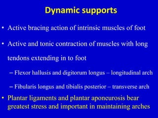 Dynamic supports
• Active bracing action of intrinsic muscles of foot
• Active and tonic contraction of muscles with long
tendons extending in to foot
– Flexor hallusis and digitorum longus – longitudinal arch
– Fibularis longus and tibialis posterior – transverse arch
• Plantar ligaments and plantar aponeurosis bear
greatest stress and important in maintaining arches
 
