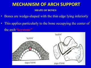 MECHANISM OF ARCH SUPPORT
SHAPE OF BONES
• Bones are wedge-shaped with the thin edge lying inferiorly
• This applies particularly to the bone occupying the center of
the arch“keystone”
 
