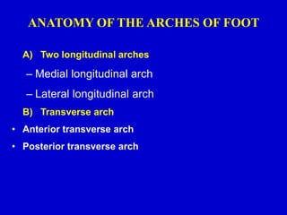 ANATOMY OF THE ARCHES OF FOOT
A) Two longitudinal arches
– Medial longitudinal arch
– Lateral longitudinal arch
B) Transverse arch
• Anterior transverse arch
• Posterior transverse arch
 