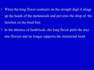 • When the long flexor contracts on the straight digit it slings
up the heads of the metatarsals and prevents the drop of the
forefoot on the hind foot
• In the absence of lumbricals ,the long flexor pulls the toes
into flexion and no longer supports the metatarsal head.
 