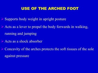 USE OF THE ARCHED FOOT
 Supports body weight in upright posture
 Acts as a lever to propel the body forwards in walking,
running and jumping
 Acts as a shock absorber
 Concavity of the arches protects the soft tissues of the sole
against pressure
 
