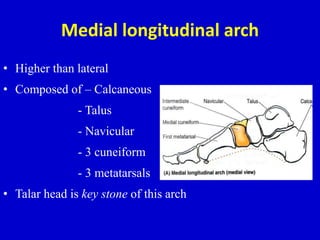 Medial longitudinal arch
• Higher than lateral
• Composed of – Calcaneous
- Talus
- Navicular
- 3 cuneiform
- 3 metatarsals
• Talar head is key stone of this arch
 