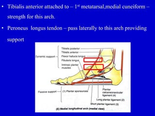 • Tibialis anterior attached to – 1st metatarsal,medial cuneiform –
strength for this arch.
• Peroneus longus tendon – pass laterally to this arch providing
support
 