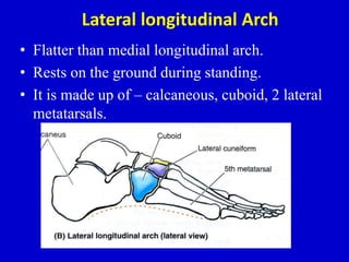 Lateral longitudinal Arch
• Flatter than medial longitudinal arch.
• Rests on the ground during standing.
• It is made up of – calcaneous, cuboid, 2 lateral
metatarsals.
 