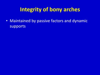 Integrity of bony arches
• Maintained by passive factors and dynamic
supports
 