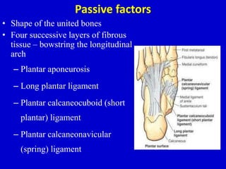 Passive factors
• Shape of the united bones
• Four successive layers of fibrous
tissue – bowstring the longitudinal
arch
– Plantar aponeurosis
– Long plantar ligament
– Plantar calcaneocuboid (short
plantar) ligament
– Plantar calcaneonavicular
(spring) ligament
 