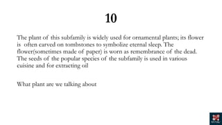 10
The plant of this subfamily is widely used for ornamental plants; its flower
is often carved on tombstones to symbolize eternal sleep. The
flower(sometimes made of paper) is worn as remembrance of the dead.
The seeds of the popular species of the subfamily is used in various
cuisine and for extracting oil
What plant are we talking about
 