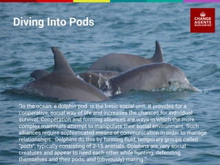 Diving Into Pods 
“In the ocean, a dolphin pod is the basic social unit. It provides for a 
cooperative, social way of life and increases the chances for individual 
survival. Cooperation and forming alliances are ways in which the more 
complex mammals attempt to manipulate their social environment. Such 
alliances require sophisticated means of communication in order to manage 
relationships. Dolphins do this by forming fluid, temporary groups called 
"pods", typically consisting of 2-15 animals. Dolphins are very social 
creatures and appear to need each other while hunting, defending 
themselves and their pods, and (obviously) mating.” 
 