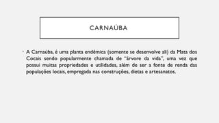 CARNAÚBA
• A Carnaúba, é uma planta endêmica (somente se desenvolve ali) da Mata dos
Cocais sendo popularmente chamada de “árvore da vida”, uma vez que
possui muitas propriedades e utilidades, além de ser a fonte de renda das
populações locais, empregada nas construções, dietas e artesanatos.
 