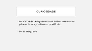 CURIOSIDADE
• Lei nº 4734 de 18 de junho de 1986. Proíbe a derrubada de
palmeira de babaçu e dá outras providências.
• Lei do babaçu livre
 