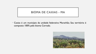 BIOMA DE CAXIAS - MA
• Caxias é um município da unidade federativa Maranhão. Seu território é
composto 100% pelo bioma Cerrado.
 