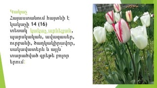 Կակաչ
Հայաստանում հայտնի է
կակաչի 14 (16)
տեսակ՝ կակաչ արևելյան,
պարսկական, ավազասեր,
ուրբանի, ծաղկակիրավոր,
սակավատերև և այլն՝
տարածված գրեթե բոլոր
երում։
 