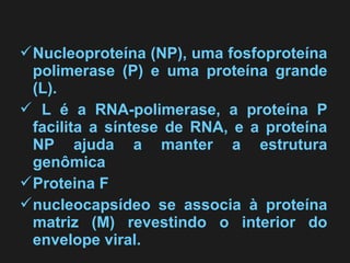 Nucleoproteína (NP), uma fosfoproteína 
polimerase (P) e uma proteína grande 
(L). 
 L é a RNA-polimerase, a proteína P 
facilita a síntese de RNA, e a proteína 
NP ajuda a manter a estrutura 
genômica 
Proteina F 
nucleocapsídeo se associa à proteína 
matriz (M) revestindo o interior do 
envelope viral. 
 