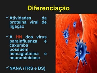 Diferenciação 
Atividades da 
proteína viral de 
ligação 
A HN dos vírus 
parainfluenza e 
caxumba 
possuem 
hemaglutinina e 
neuraminidase 
NANA (TRS e DS) 
 