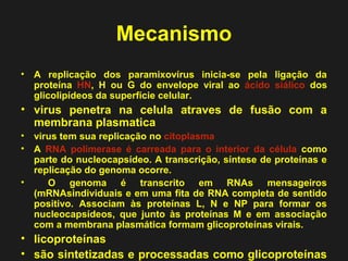 Mecanismo 
• A replicação dos paramixovírus inicia-se pela ligação da 
proteína HN, H ou G do envelope viral ao ácido siálico dos 
glicolipídeos da superfície celular. 
• virus penetra na celula atraves de fusão com a 
membrana plasmatica 
• virus tem sua replicação no citoplasma 
• A RNA polimerase é carreada para o interior da célula como 
parte do nucleocapsídeo. A transcrição, síntese de proteínas e 
replicação do genoma ocorre. 
• O genoma é transcrito em RNAs mensageiros 
(mRNAsindividuais e em uma fita de RNA completa de sentido 
positivo. Associam às proteínas L, N e NP para formar os 
nucleocapsídeos, que junto às proteínas M e em associação 
com a membrana plasmática formam glicoproteínas virais. 
• licoproteínas 
• são sintetizadas e processadas como glicoproteínas 
celulares. 
 