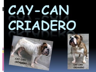 Cay-CanCriadero 