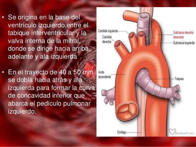 Cayado aortico y sus ramas
